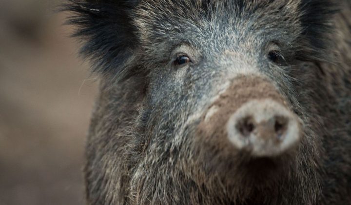 Wildschwein verletzt Frau in Nürnberg
