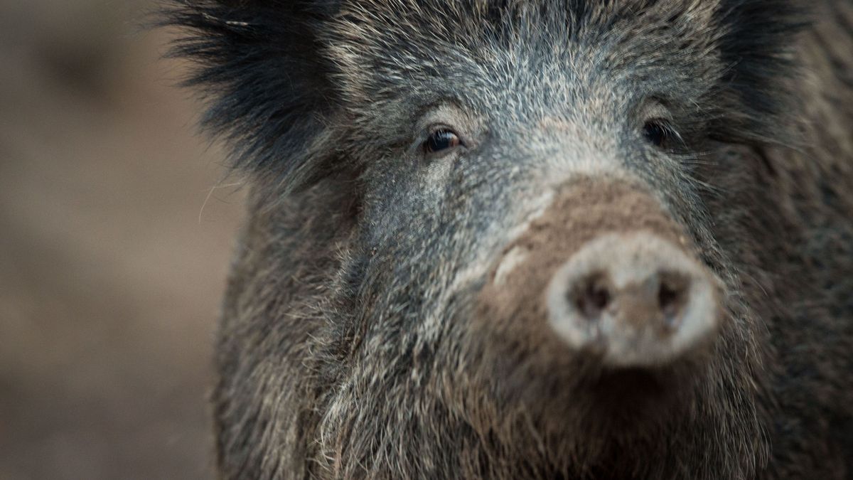 Wildschwein verletzt Frau in Nürnberg