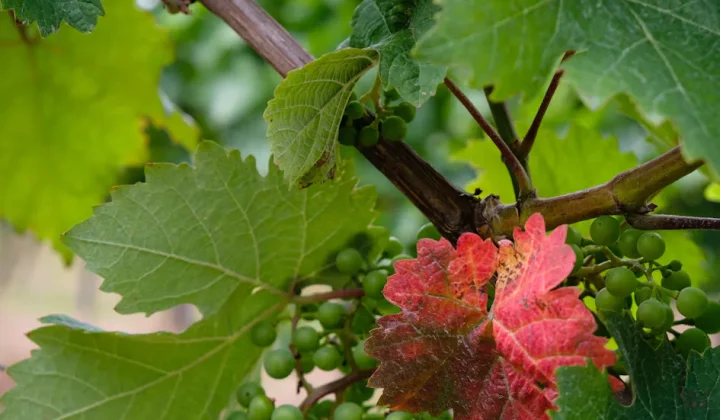 Bester Riesling aus Rheinhessen: Biodynamik und kosmische Kräfte im Weingut Wittmann