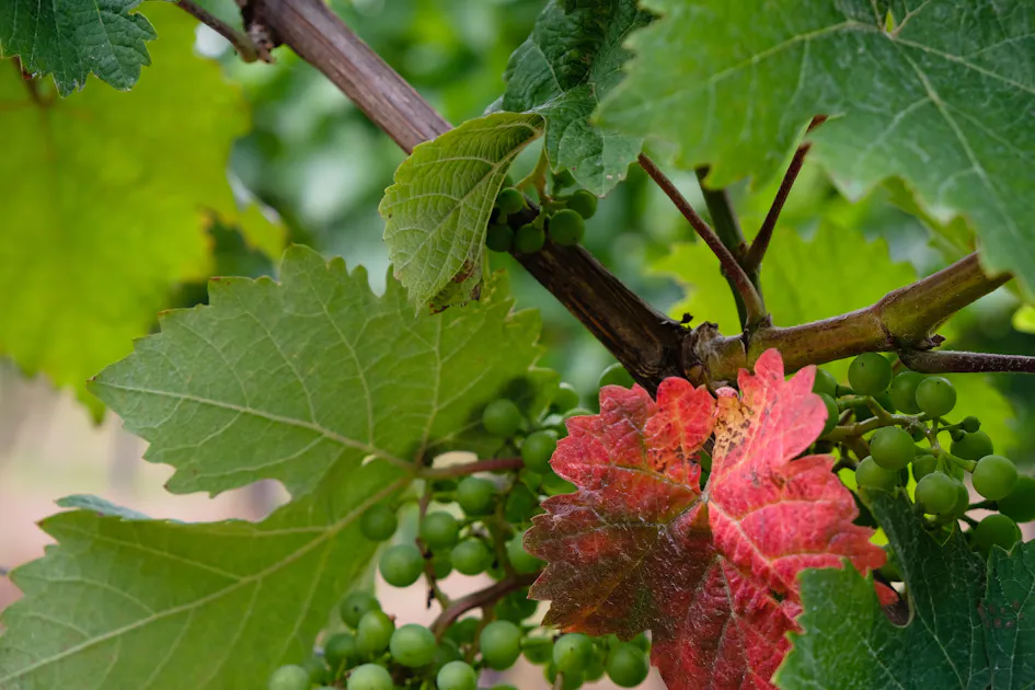 Bester Riesling aus Rheinhessen: Biodynamik und kosmische Kräfte im Weingut Wittmann