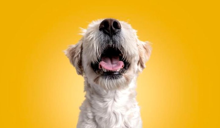Sternenkonstellationen und Hundecharaktere: Was das Horoskop über Ihren Vierbeiner verrät
