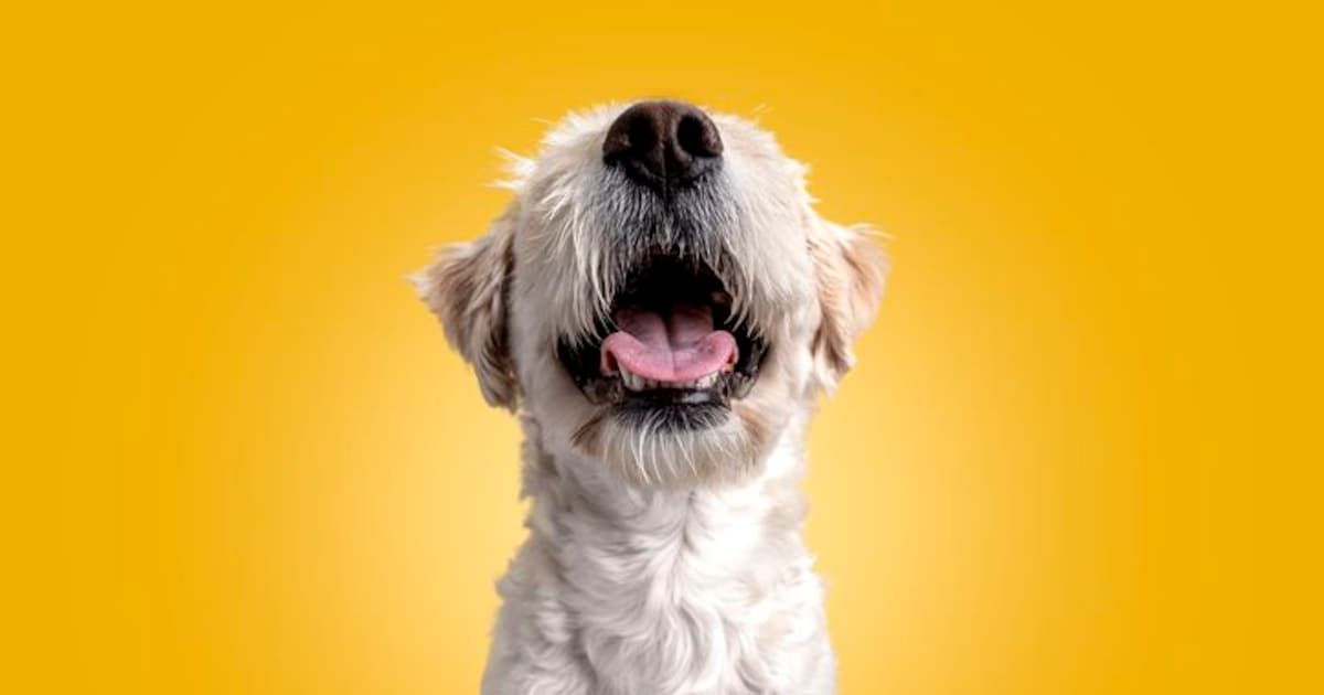 Sternenkonstellationen und Hundecharaktere: Was das Horoskop über Ihren Vierbeiner verrät