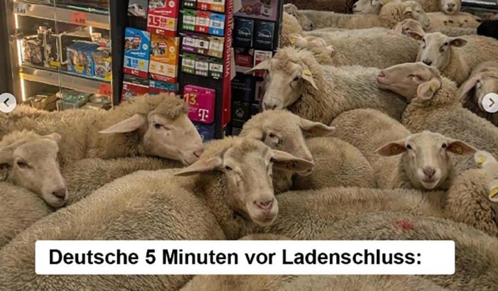 Penny überrascht mit Echtzeit-Marketing: Eine Schafherde sorgt für Lacher und Aufmerksamkeit