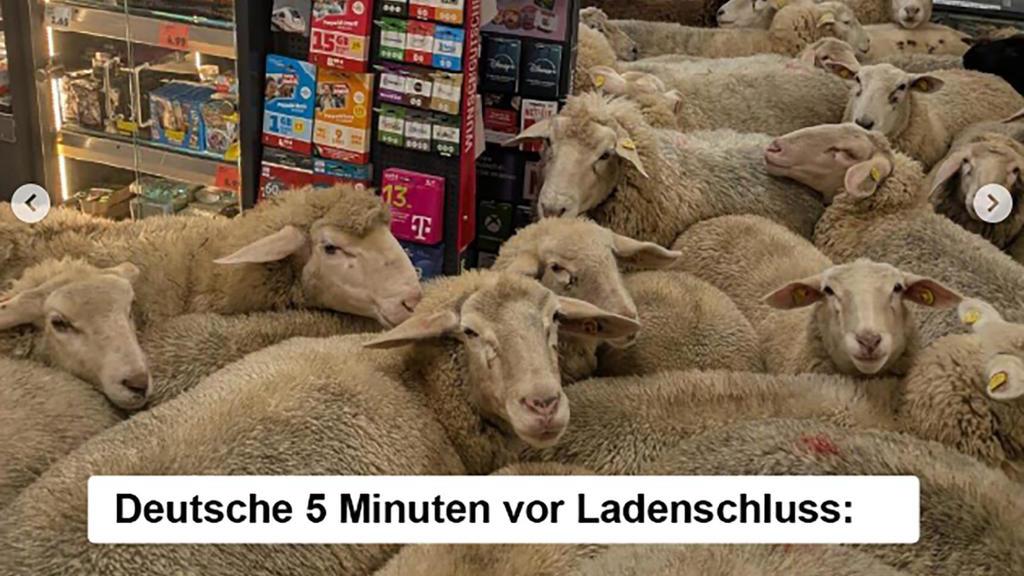 Penny überrascht mit Echtzeit-Marketing: Eine Schafherde sorgt für Lacher und Aufmerksamkeit
