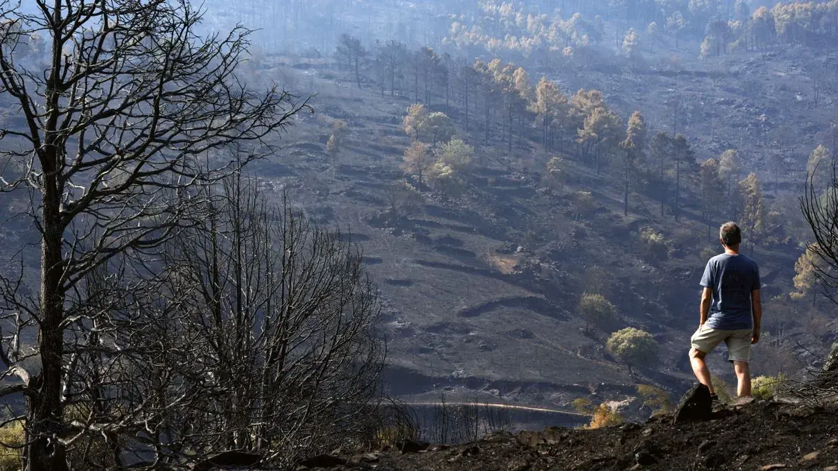 Munich Re warnt vor steigenden Waldbrandschäden – auch Filmproduktionen zunehmend betroffen