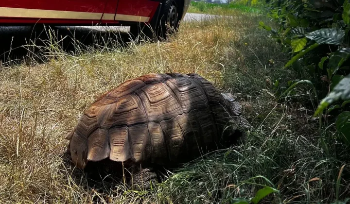 Große Spornschildkröte bei Augsburg gerettet