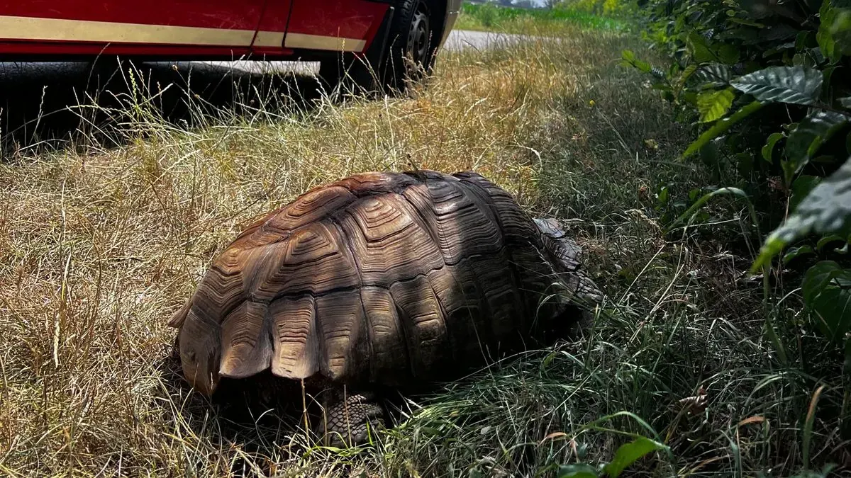 Große Spornschildkröte bei Augsburg gerettet