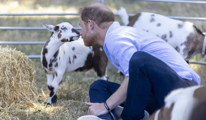 Prinz Harry nimmt an ungewöhnlicher Ziegen-Yoga-Session teil