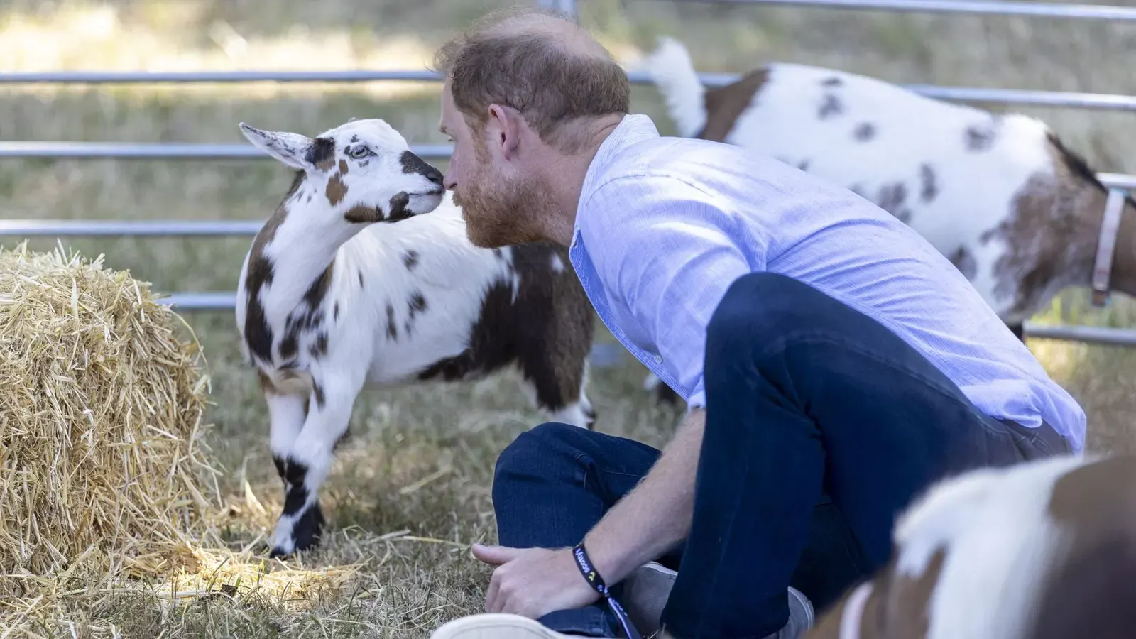 Prinz Harry liegt auf einer Yogamatte, während Ziegen über ihn klettern.