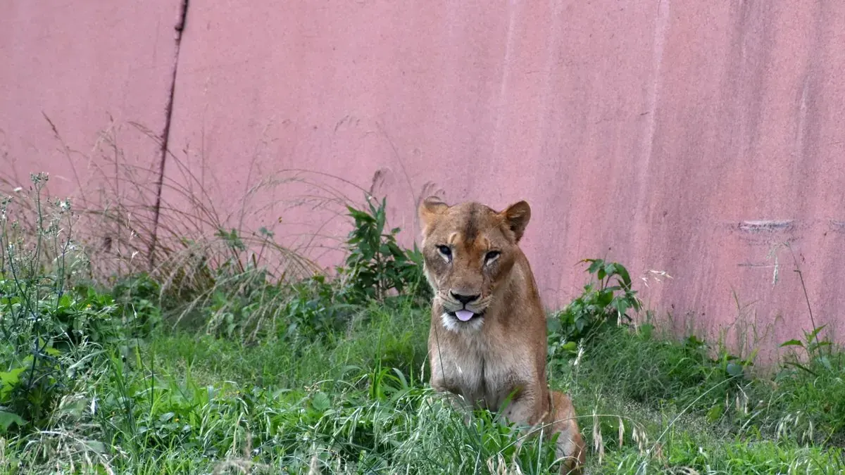 Hitzewelle in Japan: Drei Löwen sterben im Zoo von Tokio – kaum Verbindung zum Kinothemenfeld