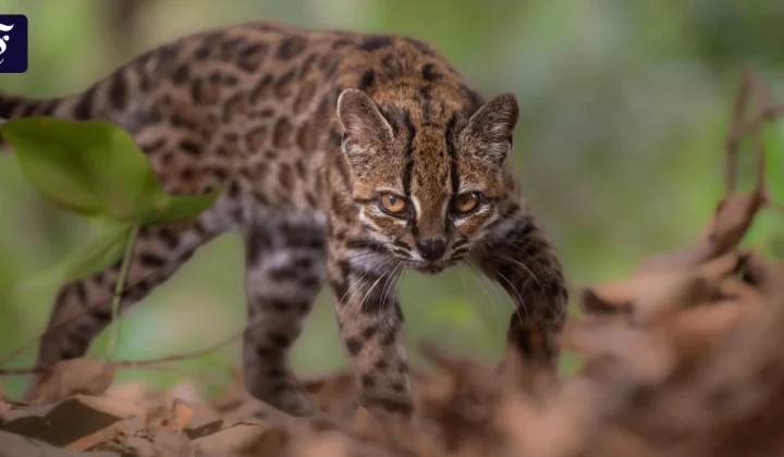 Neue Wildkatzenart in Bolivien entdeckt: Leopardus tilcayo überrascht Forscher