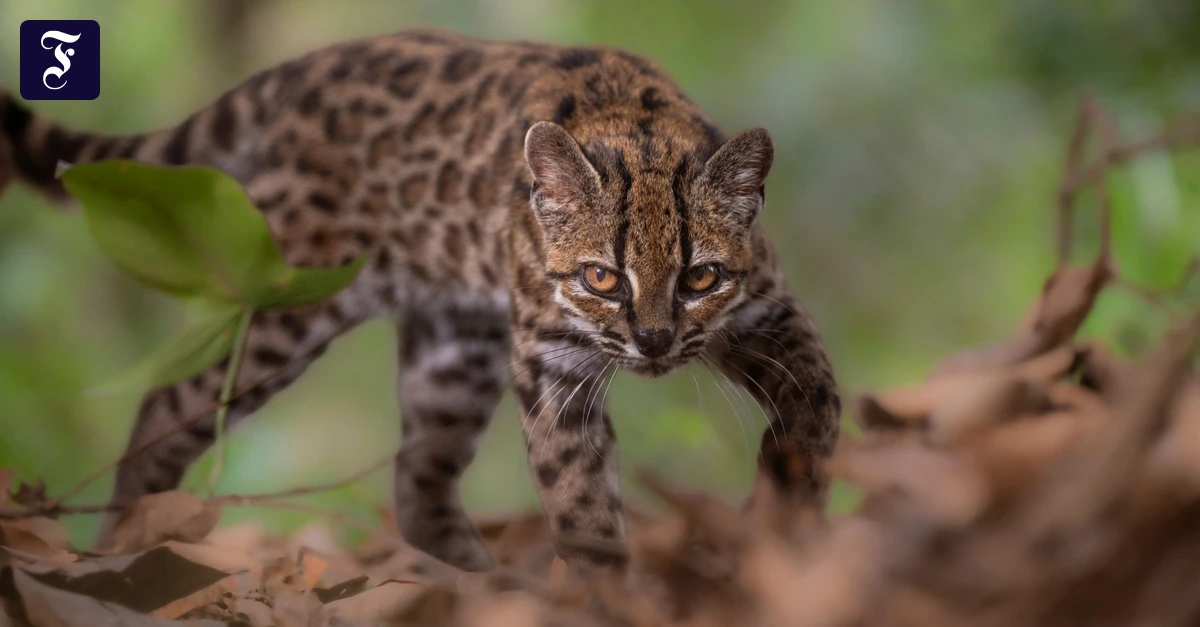 Neue Wildkatzenart in Bolivien entdeckt: Leopardus tilcayo überrascht Forscher